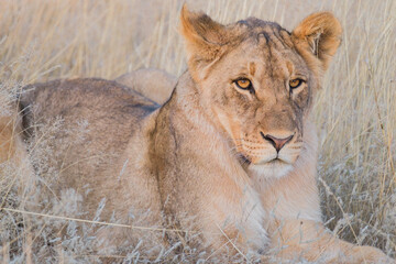Junger Loewe wartet auf die Eltern
