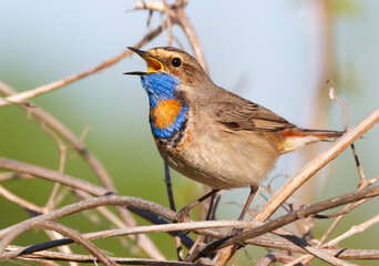 Bluethroat, Luscinia svecica. The bird sits in the thickets on the river bank and sings