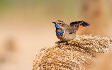 Bluethroat, Luscinia svecica. The male sits on the fluffy top of the reed and spreads his tail like a fan
