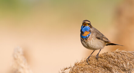 Bluethroat, Luscinia svecica. A bird sings sitting on the top of a reed on a beautiful background