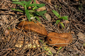 Macro close up shot of mushrooms and undergrowth in nature