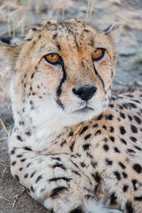 Cheetah Conservation Fund