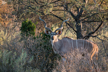 Grosser Kudu im Onguma Game Reserve