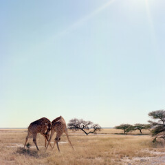 Fototapeta na wymiar Zwei kämpfende Giraffen