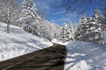 Sila National Park, Sila Grande, San Giovanni in Fiore, locations Germano, the district of Cosenza,...