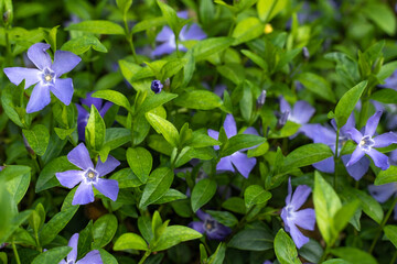 Kleines Immergr&uuml;n im Garten, blau