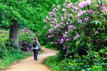 Fototapeta na wymiar woman is walking through pretty rhododendron park, blooming time at the rhododendron park Kromlau, saxony, Germany