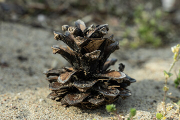 Pine cones on the sand, outdoor walk, on the quarantine