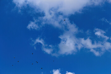 blue sky with clouds and flying birds