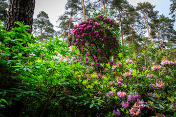 Fototapeta na wymiar blooming time at the rhododendron park Kromlau, saxony, Germany