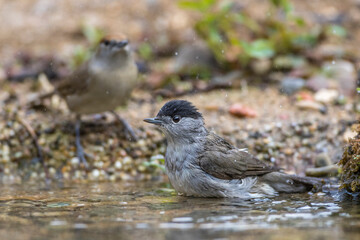 Mönchsgrasmücke (Sylvia atricapilla) Männchen
