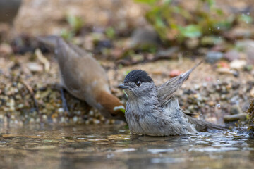 Mönchsgrasmücke (Sylvia atricapilla) Männchen