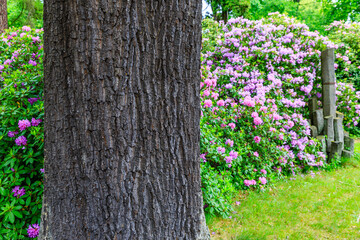 blooming time at the rhododendron park Kromlau, saxony, Germany