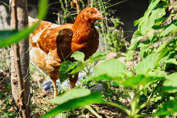 brown chicken in the farm