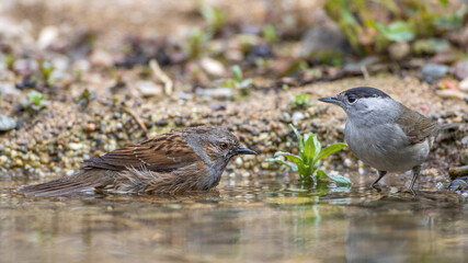 Mönchsgrasmücke (Sylvia atricapilla) Männchen und Heckenbraunelle