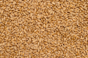 Background of red winter wheat grains. Organic texture