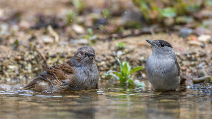 Mönchsgrasmücke (Sylvia atricapilla) Männchen und Heckenbraunelle
