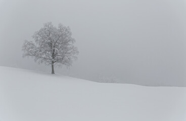 arbre en hiver 