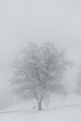 Fototapeta na wymiar arbre en hiver
