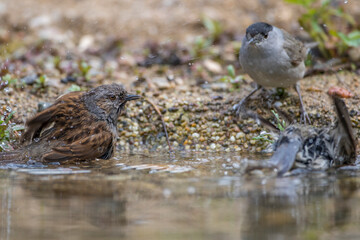 Mönchsgrasmücke (Sylvia atricapilla) Männchen und Heckenbraunelle
