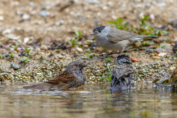 Mönchsgrasmücke (Sylvia atricapilla) Männchen und Heckenbraunelle