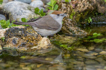 Mönchsgrasmücke (Sylvia atricapilla) Weibchen