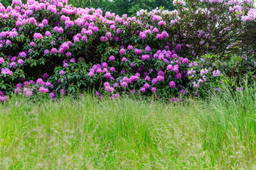 blooming time at the rhododendron park Kromlau, saxony, Germany