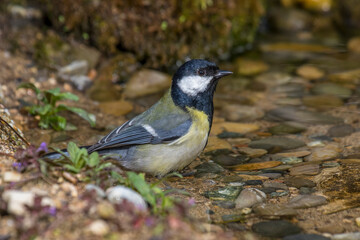 Kohlmeise (parus major)