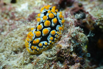 Nacktschnecke