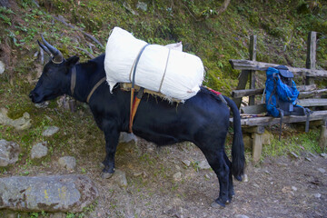 Domestik Yak (Bos Grunniens) loaded with supplies. On the Everest base camp trek in nepal. Between Phakding and Lukla.