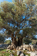 The most oldest olive trees in Croatia. Olive garden. Some of them are more then 1000 years old