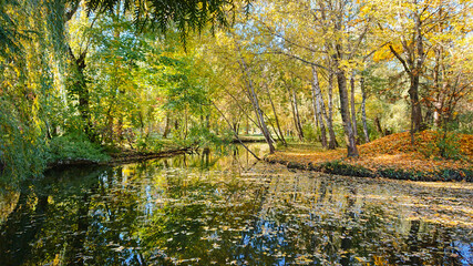 Autumn in a city park trees covered with colorful leaves.