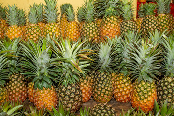 fruit yucatán peninsula in southeastern mexico Mayan landscapes and archeology