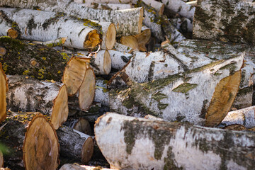 Sawn birch trunks lie on top of each other