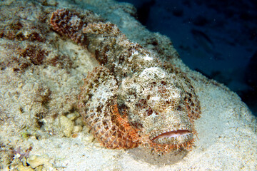 Skorpion Fisch