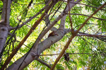 Squirrel looks through the branches of trees