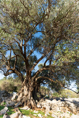The most oldest olive trees in Croatia. Olive garden. Some of them are more then 1000 years old