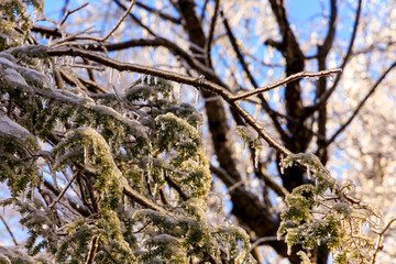 Closeup ice covered fir tree needles and twigs