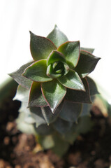 echeveria purpusorum green succulent plant vertcial