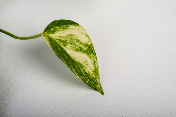 Pianta appartamento Photos