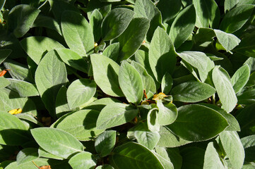 Obraz na płótnie Canvas salvia officinalis or sage green plant leaves background