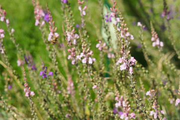 Linaria purpurea or purple toadflax meadow flowers background