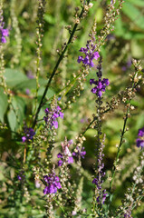 Linaria purpurea or purple toadflax meadow flowers vertical