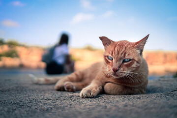 Naklejka na ściany i meble Relaxed straycat, cat with blue eyes and girl in background looking into camera, Mallorca, Spain