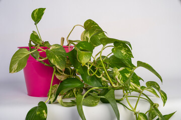 Pianta appartamento Photos