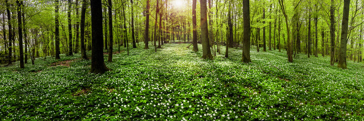 spring in the forest of beeches and flowers - obrazy, fototapety, plakaty