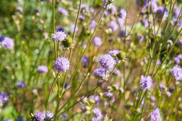 Knautia arvensis or field scabious purple summer flowers background 
