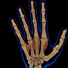 Lummbrical Muscle Anatomy For Medical Concept 3D Illustration