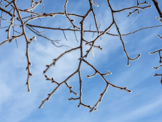 Fototapeta na wymiar Frozen branches in a woodland