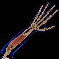 Flexor Digitorum Superficialis Muscle Anatomy For Medical Concept 3D Illustration
